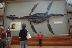 Henry, Natural History Museum, London
